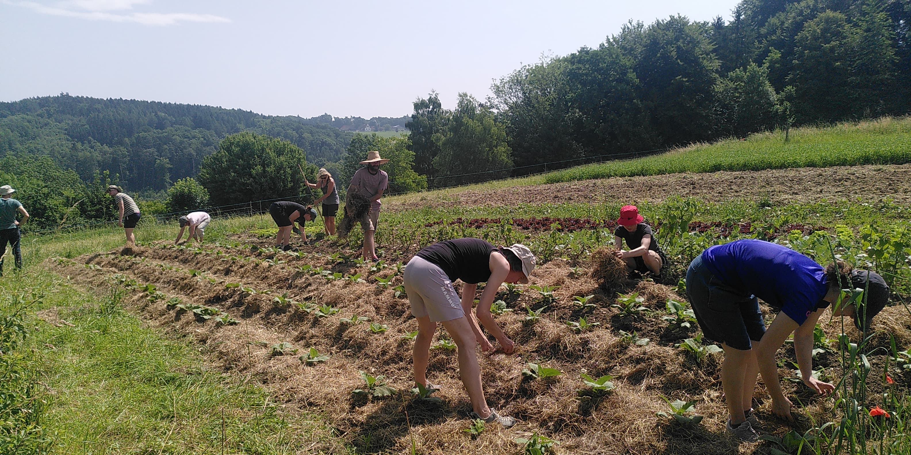Solidarische Landwirtschaft auf dem Feld